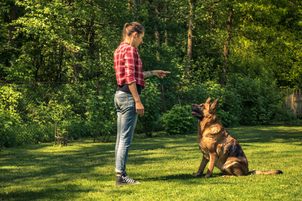 Esercitazione e Addestramento: Consigli per un Cane Felice e Ben Comportato Amici e Natura iTALIA Esercitazione e Addestramento: Consigli per un Cane Felice e Ben Comportato Amici e Natura iTALIA